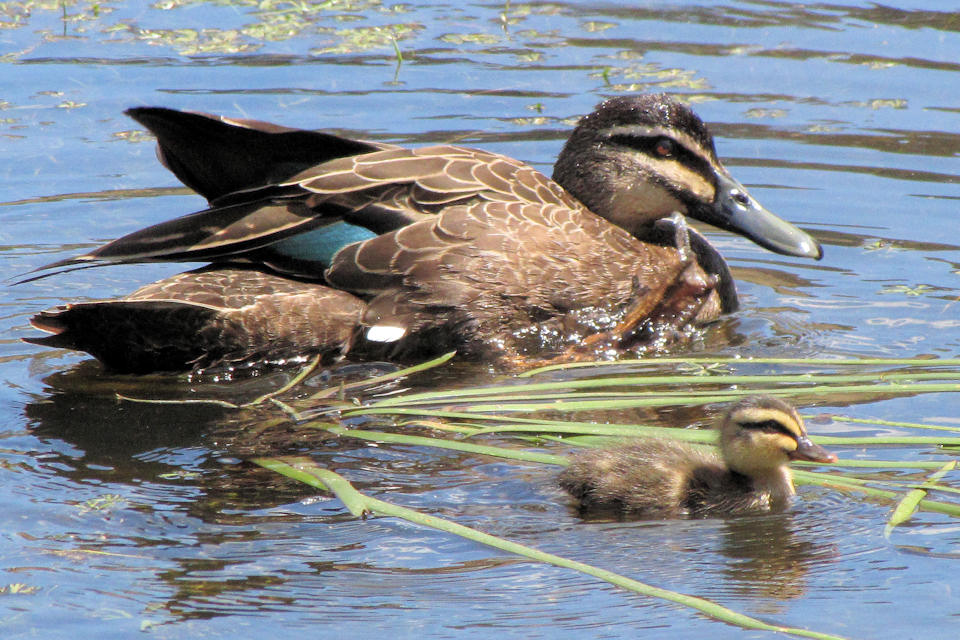 Pacific Black Duck (Anas superciliosa)